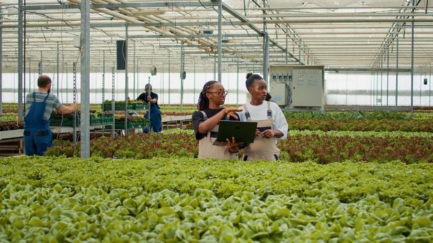 Two african american women holding laptop to manage online orders for harvested crops in greenhouse. Vegetables farm plant growers using portable computer talking about harvesting organic lettuce.