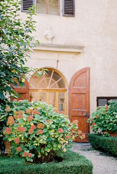 Blooming hydrangea grows in the garden near the old villa. Italy, Florence. High quality photo