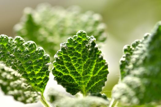 white horehound, medicinal plant with leaves in backlit