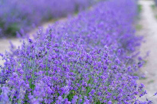 bushes of flowering lavender with a blur. close-up. as a background. High quality photo