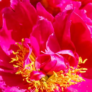 Soft focus, abstract floral background, pink red fiery peony petals. Macro flowers backdrop for holiday design