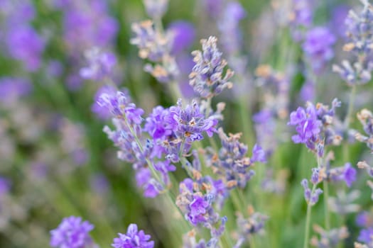 bushes of flowering lavender with a blur. close-up. as a background. High quality photo