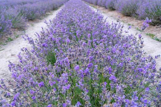 bushes of flowering lavender with a blur. close-up. as a background. High quality photo