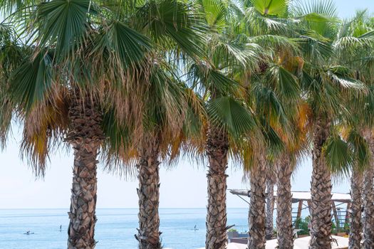 palm trees on the background of the sea and the blue sky. High quality photo