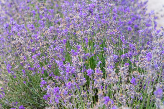 bushes of flowering lavender with a blur. close-up. as a background. High quality photo