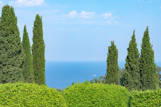 beautiful trees and shrubs on the background of the blue sea. High quality photo