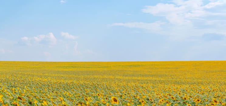 panorama of a field of sunflowers against a blue sky. High quality photo