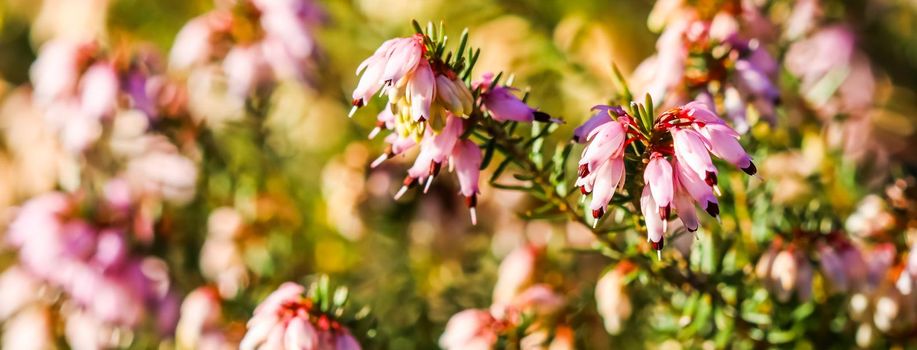 Pink Erica carnea flowers (winter Heath) in the garden in early spring. Floral background, botanical concept