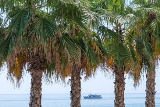 palm trees on the background of the sea and the blue sky. High quality photo