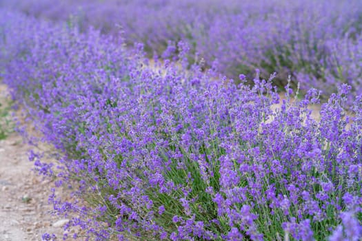bushes of flowering lavender with a blur. close-up. as a background. High quality photo