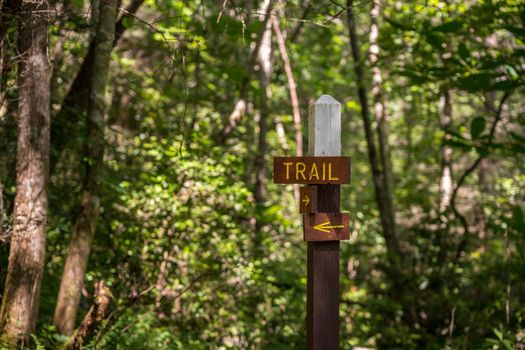 Wooden signpost showing the direction of the hiking trail in a sunlit forest or wood