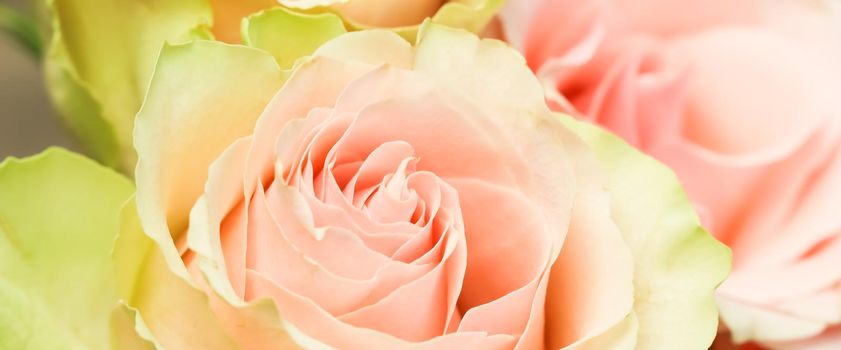 Delicate pale pink roses. Perfect for background greeting cards and wedding invitations, birthday, Valentine's Day, Mother's Day.