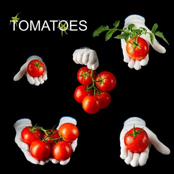 Fine fresh ripe red tomatoes held by a hand in white glove on black background. isolated on black