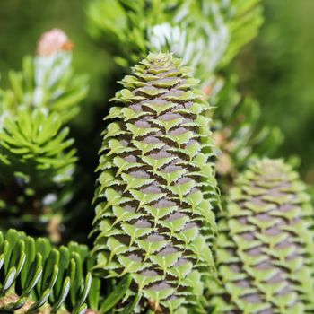 A branch of Korean fir with cones and raindrops in a spring garden on a blurred background