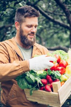 Happy proud smiling mid adult handsome bearded farmer holding wooden box of vegetables in garden, autumn summer organic harvest concept