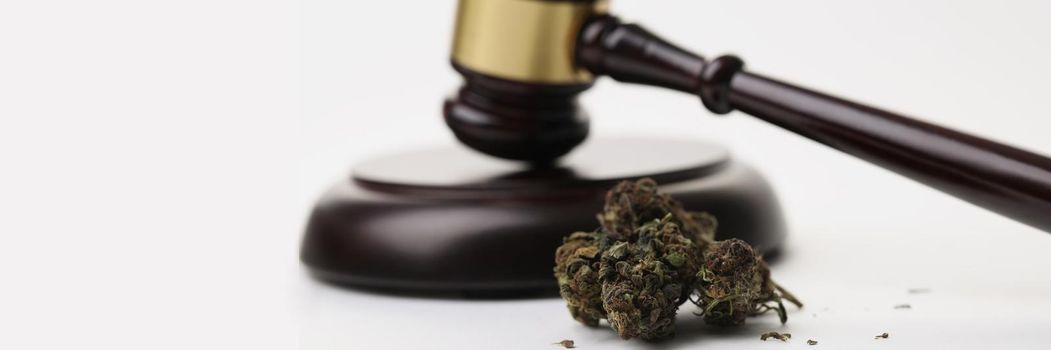 Close-up of cannabis herb buds and gavel as symbol of legalization of marijuana. Legal use of hemp in medicine, smoke for health. Cbd, herb, weed concept