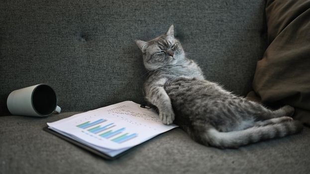 Lazy cat sleeping on gray sofa next to document and blanket. Domestic life animals.