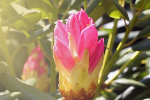 A flowering rhododendron flower in the park in the spring