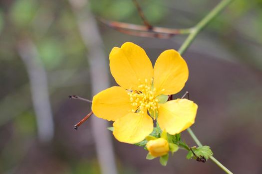 Close up of a yellow flowering wildflower