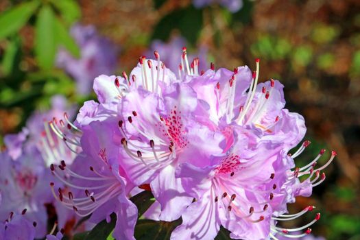 Close-up of a branch of a flowering azalea in the garden