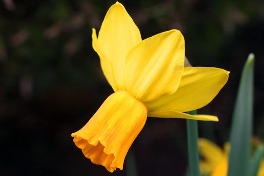 Close-up of a flowering daffodil in the park in spring or summer