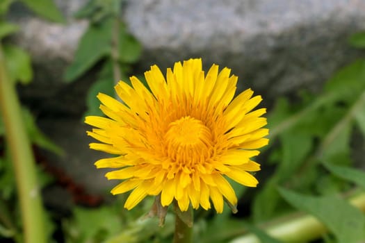 Close-up of a dandelion. It is used in traditional medicine