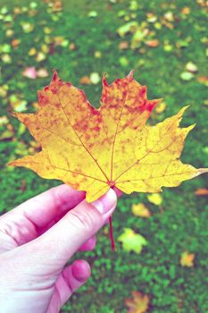 A girl in her hands holds a yellow fallen maple leaf, the concept of autumn