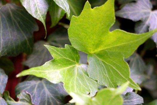 Young green leaves on a tree branch in the park in the summer