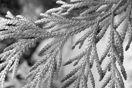 Black and white photo. A branch of juniper in the park