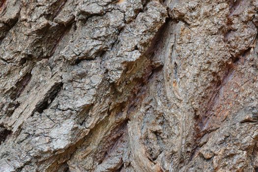 Large gray texture of tree bark, background