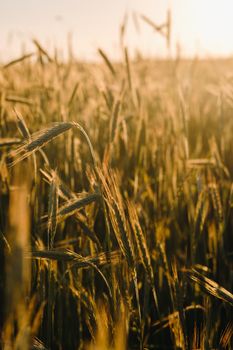 Wheat field at sunset . Golden ears of wheat . The concept of harvest.