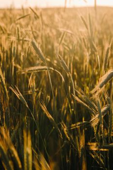 Wheat field at sunset . Golden ears of wheat . The concept of harvest.