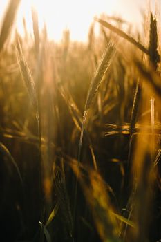 Wheat field at sunset . Golden ears of wheat . The concept of harvest.