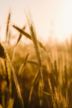 Wheat field at sunset . Golden ears of wheat . The concept of harvest.