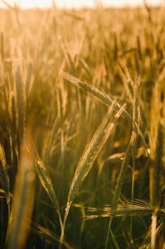 Wheat field at sunset . Golden ears of wheat . The concept of harvest.