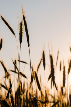 Wheat field at sunset . Golden ears of wheat . The concept of harvest.