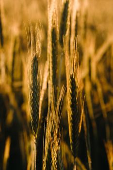 Wheat field at sunset . Golden ears of wheat . The concept of harvest.