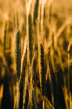 Wheat field at sunset . Golden ears of wheat . The concept of harvest.