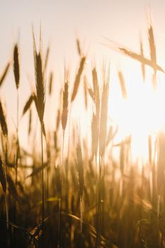 Wheat field at sunset . Golden ears of wheat . The concept of harvest.