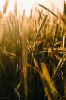 Wheat field at sunset . Golden ears of wheat . The concept of harvest.