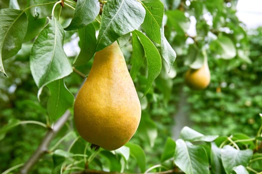 a yellowish- or brownish-green edible fruit that is typically narrow at the stalk and wider toward the base, with sweet, slightly gritty flesh.