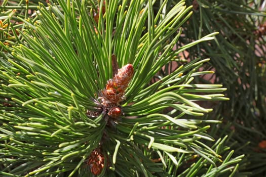 Close-up of a young green pine branch