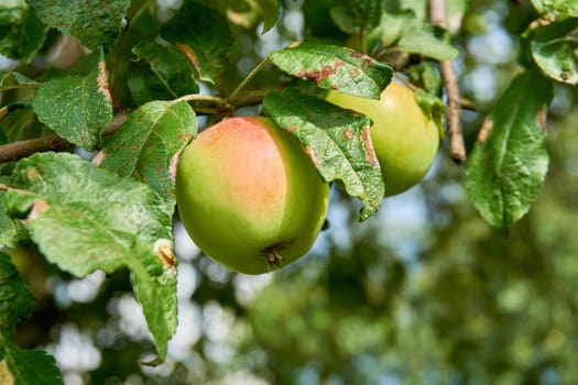 the round fruit of a tree of the rose family, which typically has thin red or green skin and crisp flesh. Many varieties have been developed as dessert or cooking fruit or for making cider.