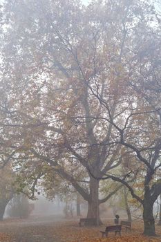 Foggy mystical morning in the autumn park