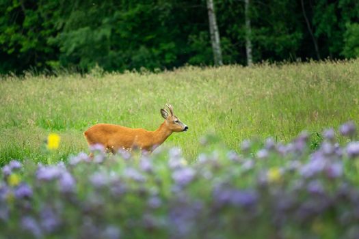 Male roe deer grazing in the violet flowers on a meadow