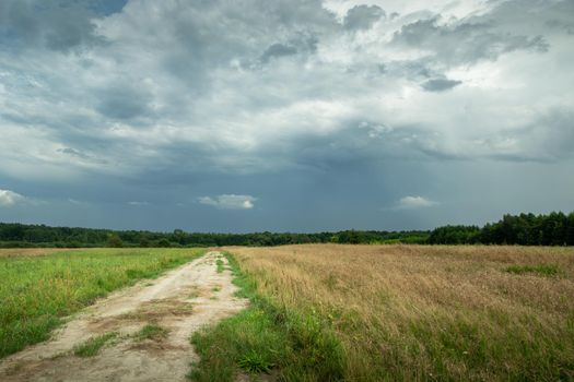 Rural road next to a field with grain and cloudy grey sky