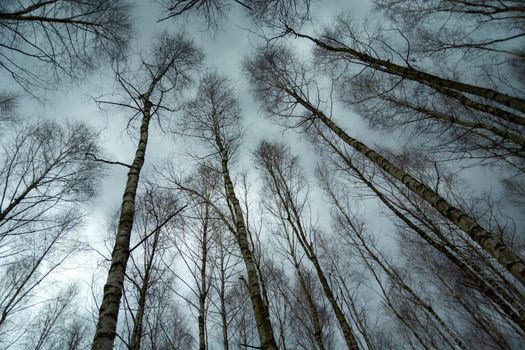 Birch trees tops as seen from below and cloudy sky