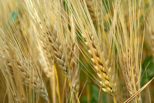 Close-up of the golden ears of growing grain, summer view