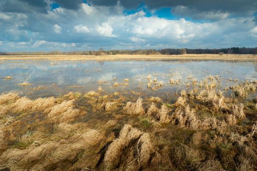Wild and marshy meadow and clouds on the sky, nature landscape