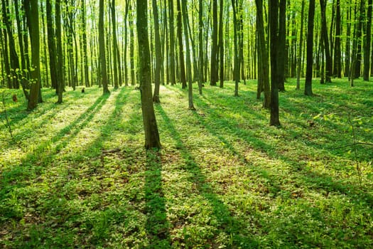 Sunshine and shadows in a green forest, spring landscape